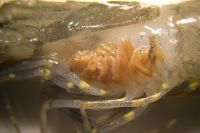 Bệnh vàng mang, vàng gan trên tôm