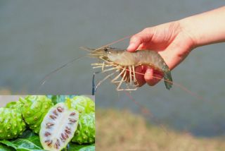 Phòng trị bệnh đục cơ trên tôm từ lá nhàu